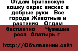 Отдам британскую кошку окрас вискас в добрые руки - Все города Животные и растения » Отдам бесплатно   . Чувашия респ.,Алатырь г.